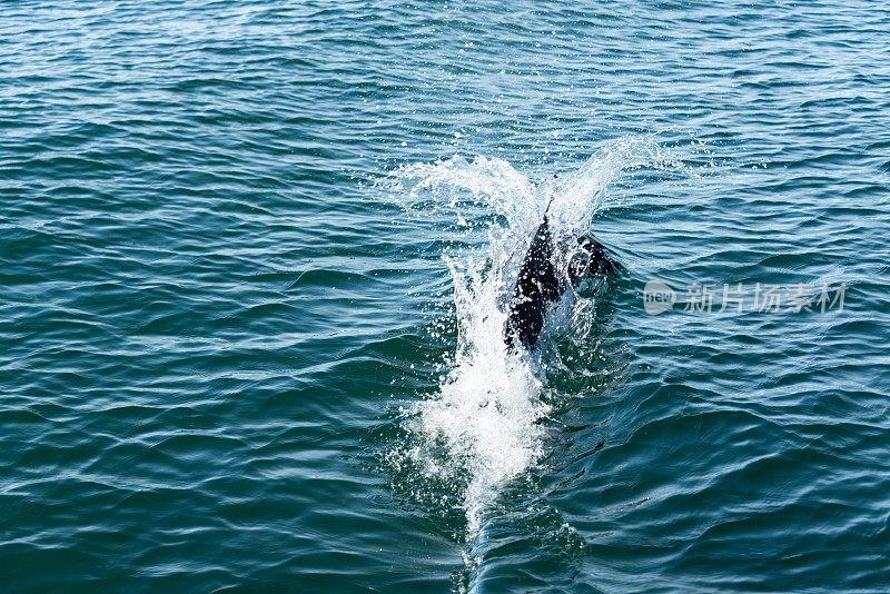 Dall’s Porpoises